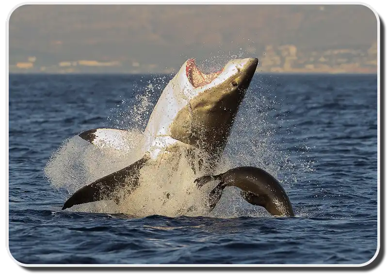 great white shark breaching