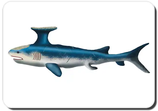 Shark History and Evolution