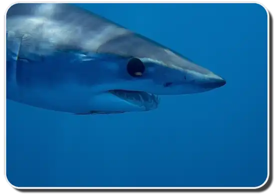 mako shark info