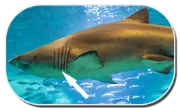 Shark Gills