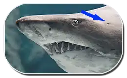 Shark Spiracle