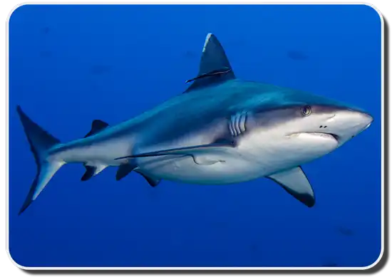 shark-facts