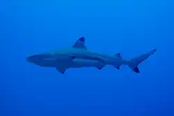 silvertip reef shark