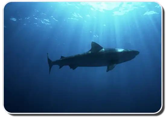 size of Dusky shark image