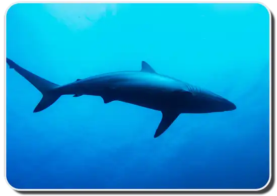 size of Spinner Shark image