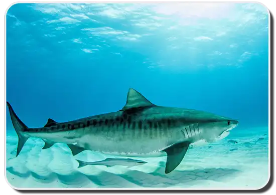 tiger shark image