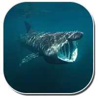 basking shark type