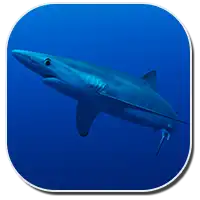 types of sharks blue shark