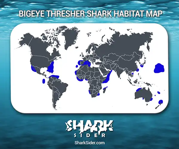 Bigeye Thresher Shark Habitat Map