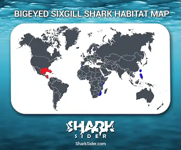 Bigeyed sixgill shark Habitat Map
