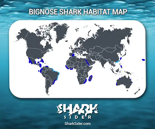 Bignose Shark Habitat Map