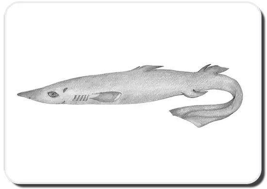 Birdbeak Dogfish Shark