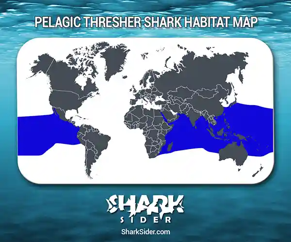 Pelagic Thresher Shark Habitat Map