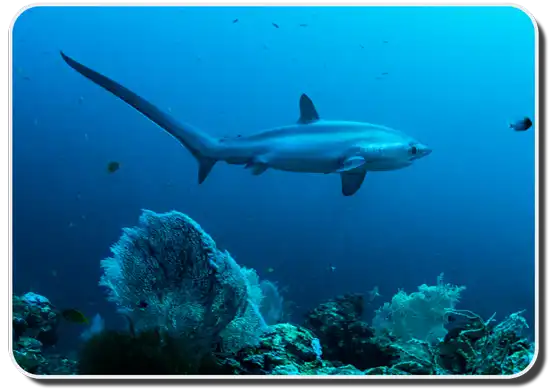 Pelagic Thresher Shark image