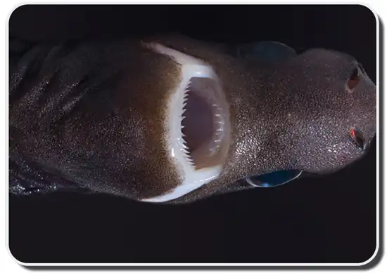 Pygmy Shark Teeth