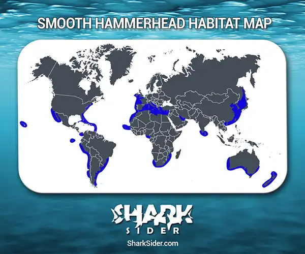 Smooth Hammerhead Habitat Map