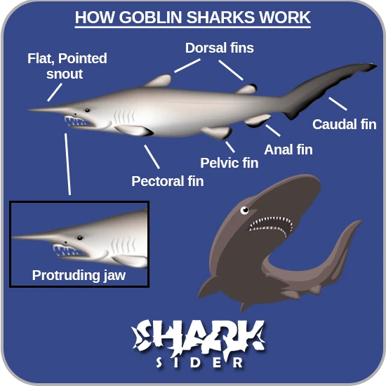 Goblin Shark Facts