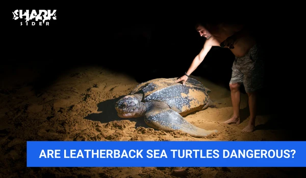 Are Leatherback Sea turtles dangerous?