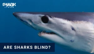 Are Sharks Blind?