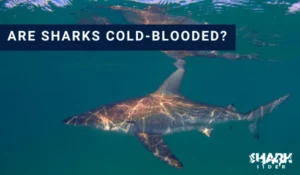 Are Sharks Cold-Blooded?