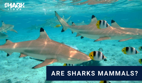 Are Sharks Mammals?