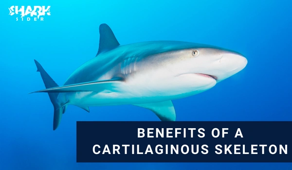 Benefits of a Cartilaginous Skeleton