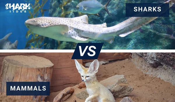 Difference between sharks and mammals