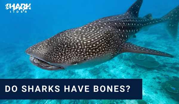 Do Sharks Have Bones?