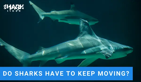 Do Sharks Have To Keep Moving?