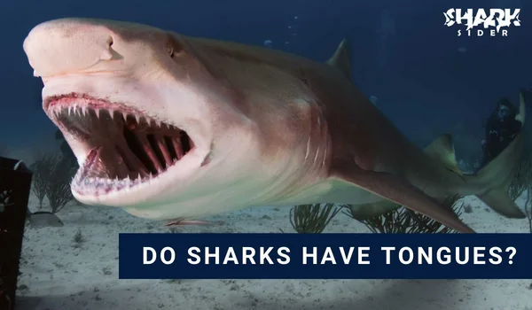 Do Sharks Have Tongues?