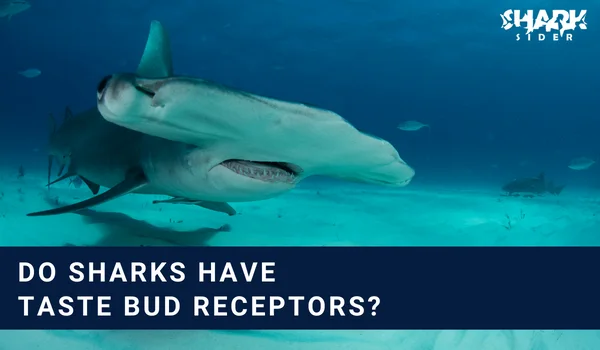 Do sharks have taste bud receptors?
