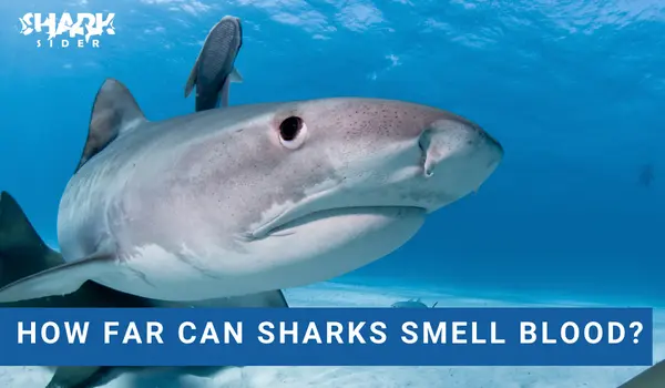 How Far Can Sharks Smell Blood?