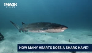 How Many Hearts Does a Shark Have?