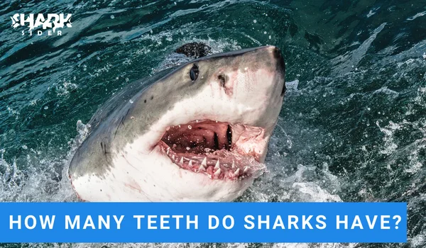 How Many Teeth Do Sharks Have?
