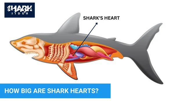 How big are shark hearts?