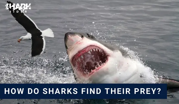 How do sharks find their prey?