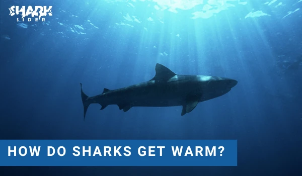 How do sharks get warm?