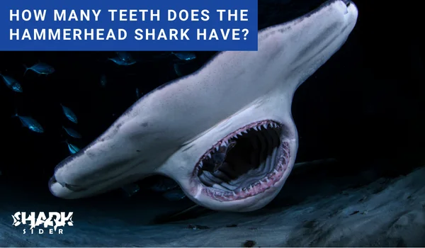 How many teeth does the Hammerhead shark have?