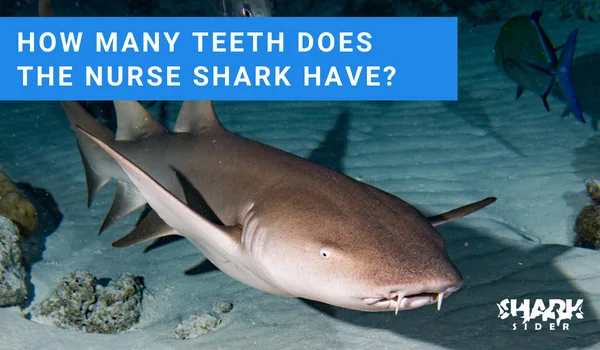 How many teeth does the Nurse Shark have?