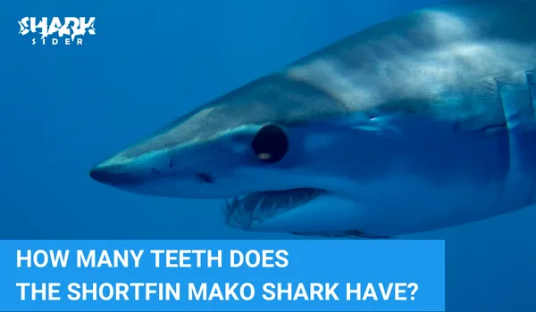 How many teeth does the Shortfin Mako Shark have?