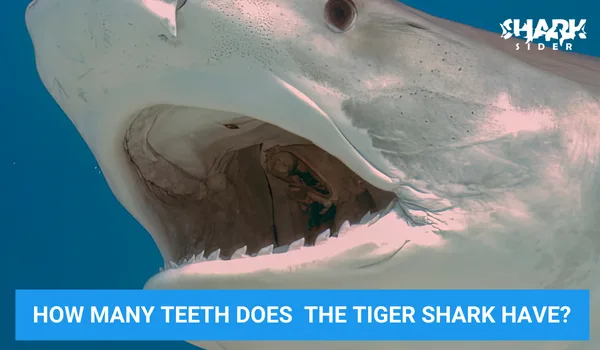 How many teeth does the tiger Shark have?