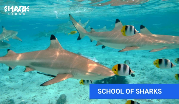 School of sharks