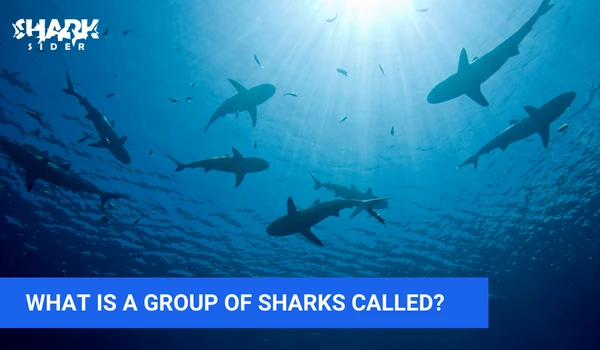 What Is A Group Of Sharks Called?