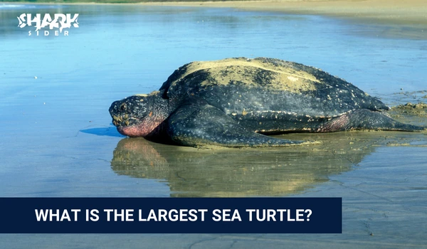 What Is The Largest Sea Turtle?