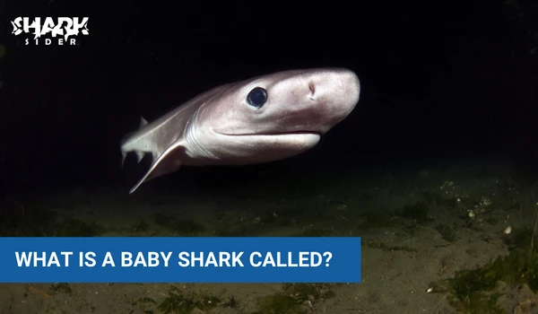 What is a baby shark called?