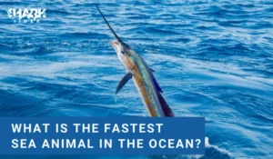 What is the Fastest Sea Animal in the Ocean?