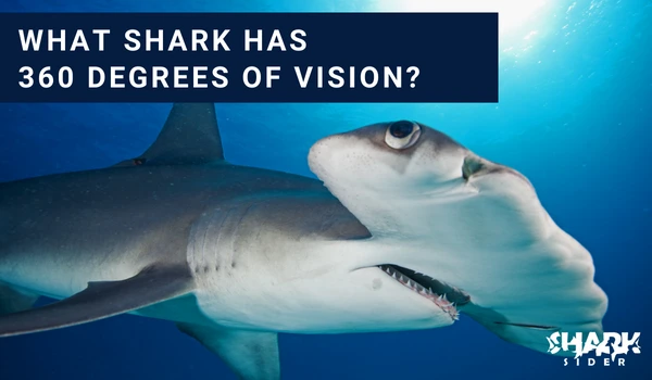 What shark has 360 degrees of vision?