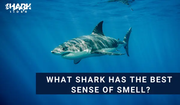 What shark has the best sense of smell?
