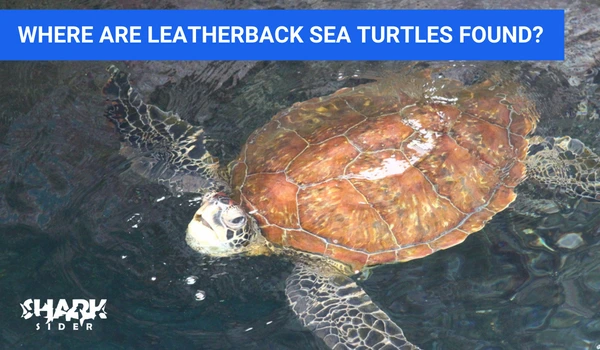 Where are Leatherback Sea turtles found?