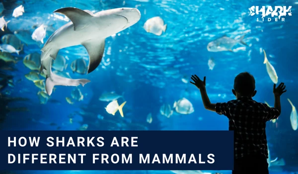 how sharks are different from mammals